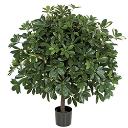plant5